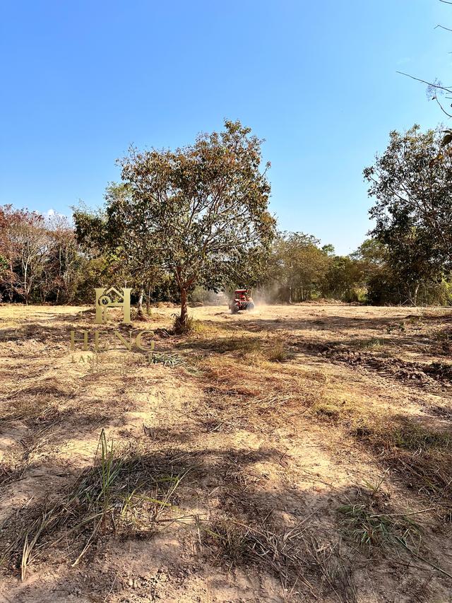 ประกาศขายที่ดิน ทำเลศักยภาพ ใกล้ไร่ชาฉุยฟง ตำบลศรีค้ำ อำเภอแม่จัน จังหวัดเชียงราย 57110 12