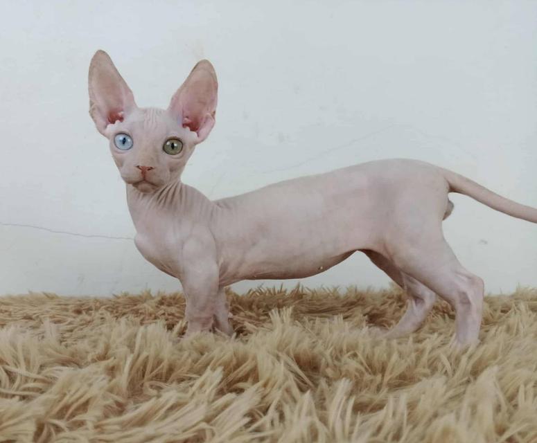 34.แมวแบมบิโน่/เพศผู้ Bambino Cat/Male  ตาสองสี/Odd-eyed