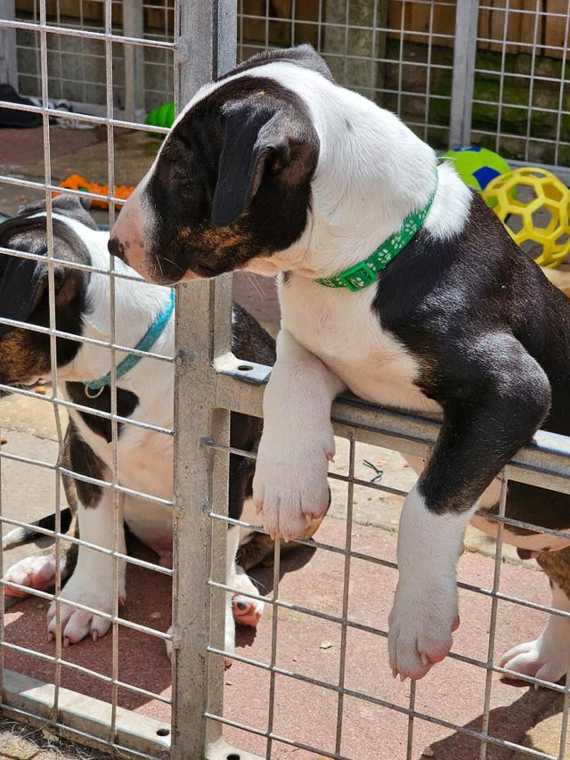 Bull terrier Puppies for Adoption Ready รูปที่ 2