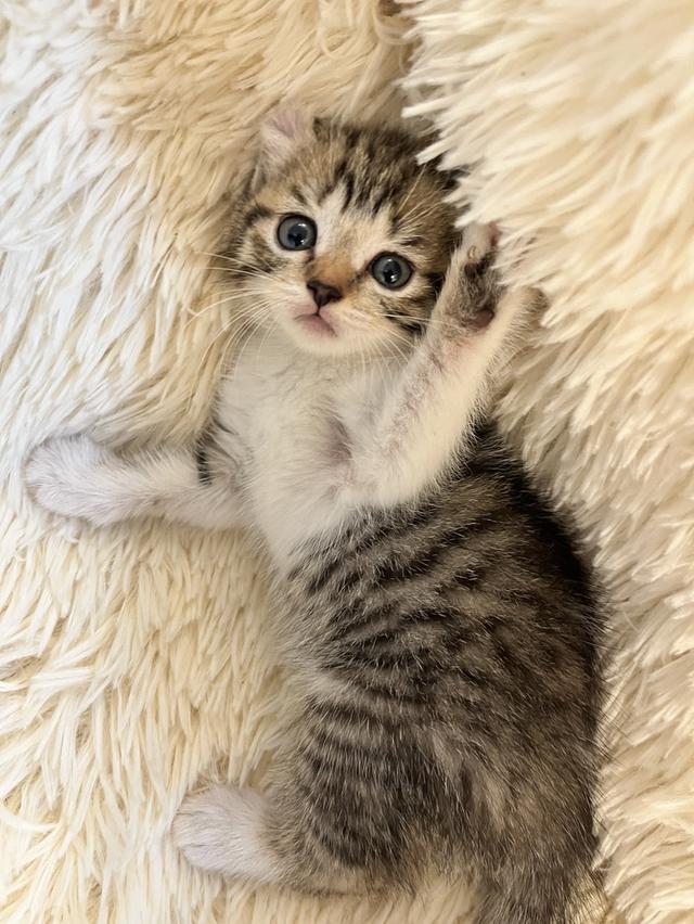 แมวหูบิน อเมริกันเคริล รูปที่ 19