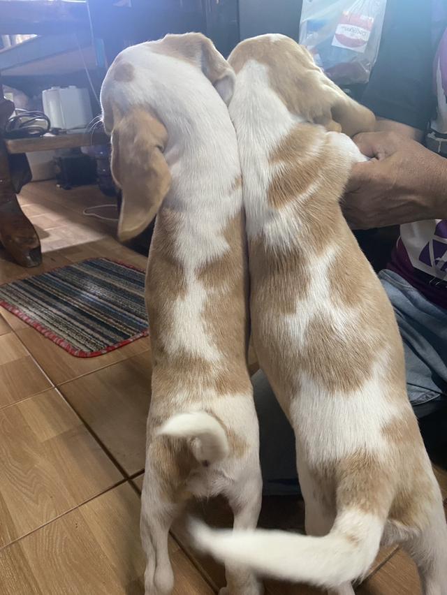 น้องหมาบีเกิ้ลแท้ ตอนนี้เหลือแต่ตัวเมียค่ะ