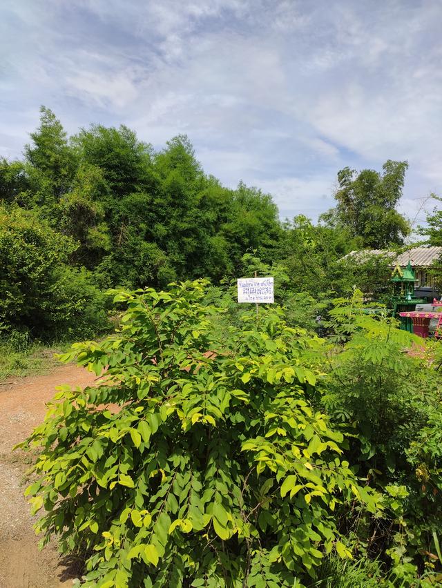 ขายที่ดิน 9