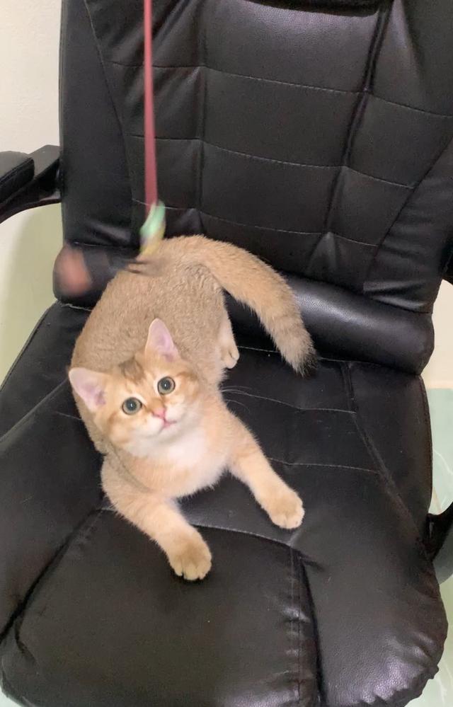 British Shorthair พร้อมย้าย • ใบเพ็ด WCF • วัคซีนครบตามวัย • จากฟาร์มจดทะเบียน Aoivelle รูปที่ 6