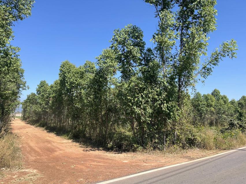 ขายที่ดินหนองกี่ 6 ไร่ ซอยบ้านทดหมู่5 ติดถนน2ด้าน ใกล้นิคมกบินทร์บุรี-5กม. อ.กบินทร์บุรี จ.ปราจีนบุรี 1