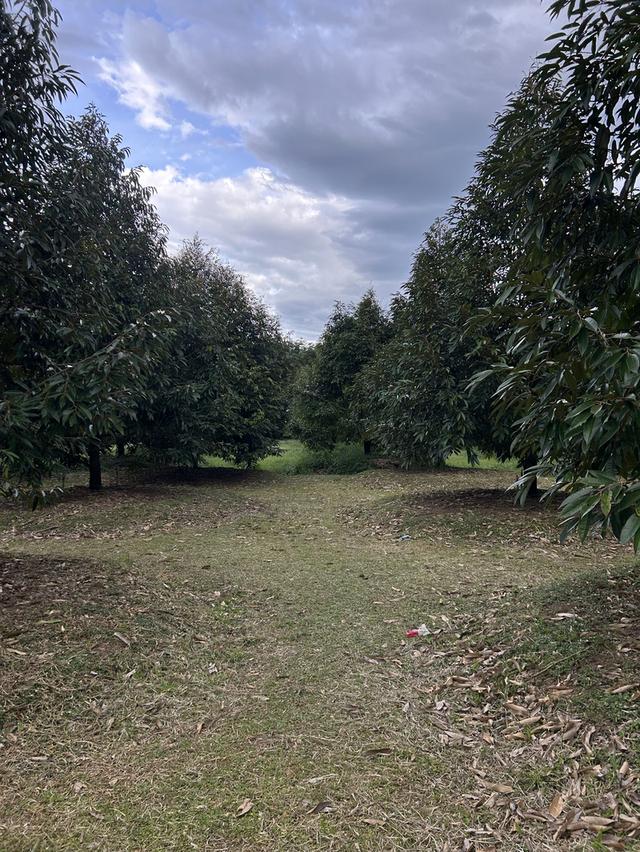 ขายสวนทุเรียน ชำฆ้อ หมู่5 เขาชะเมา 13