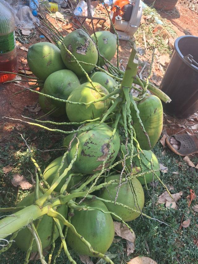 มะพร้าวทึมทึกจากไร่ปลูกเอง