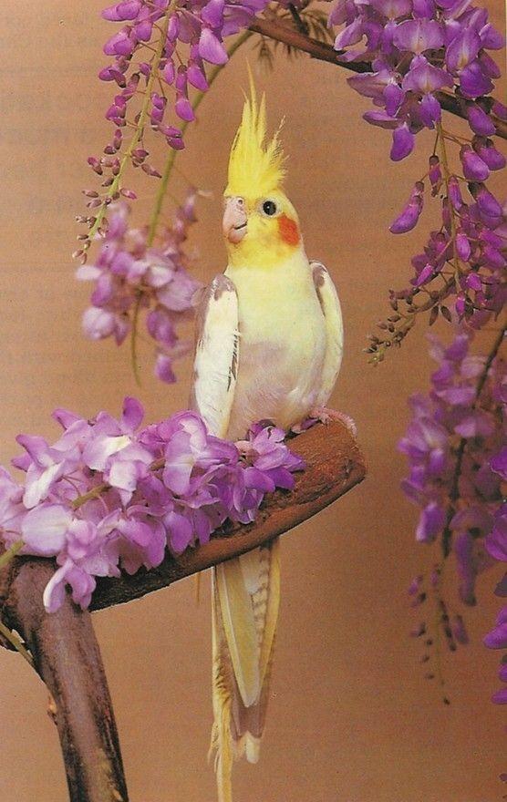 นกค็อกคาเทล สีเหลืองน่ารัก