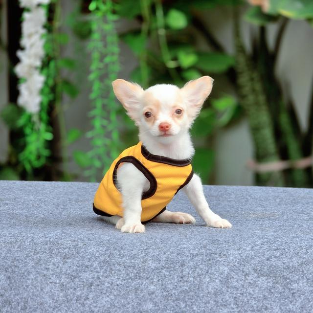Chihuahuaขนสั้นพันธุ์แท้น้องเจ้าขาเพศเมีย