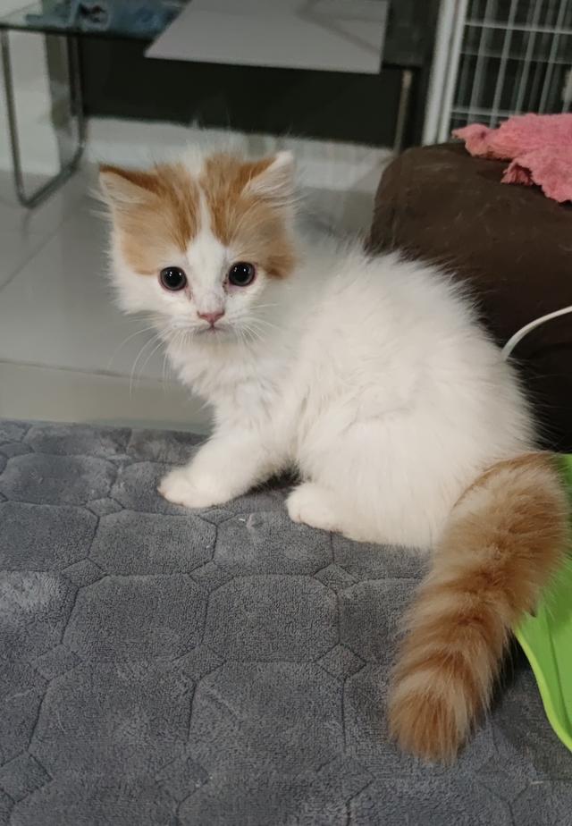 ลูกแมว สกอตทิศ โฟร์ แท้