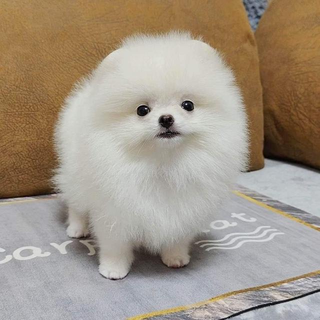 Pomeranian puppies available for sale รูปที่ 2