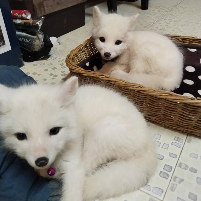 Arctic Fox จิ้งจอกขาว