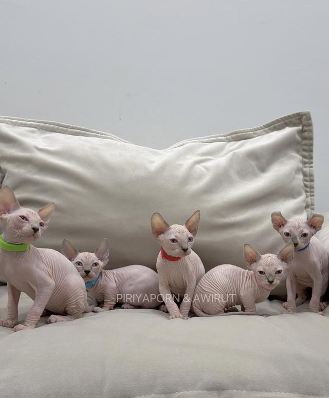 แมวสฟิงค์ อายุ1 เดือน