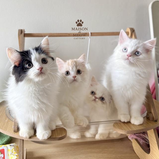 เปอร์เซียแท้ พร้อมย้าย เด็กชายเด็กหญิง