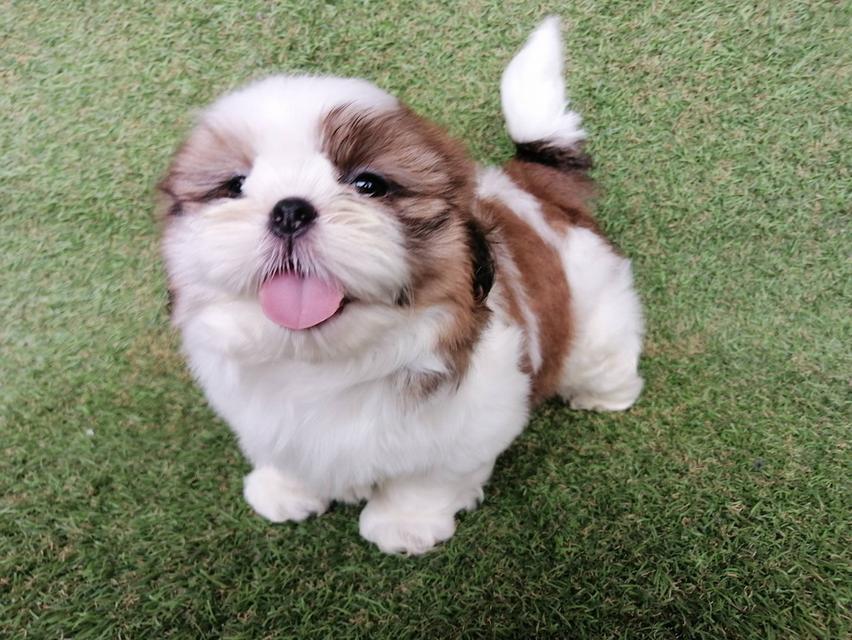 **ขายเเล้ว**ชิสุห์เเท้ เพศผู้ เกรดพ่อพันธุ์ พร้อมย้าย