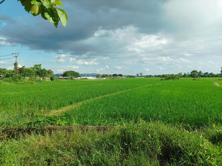 ขายที่ดิน ราคา3,980บาท/ตร.ว. ต.ป่าป้อง อ.ดอยสะเก็ด จ.เชียงใหม่ 11