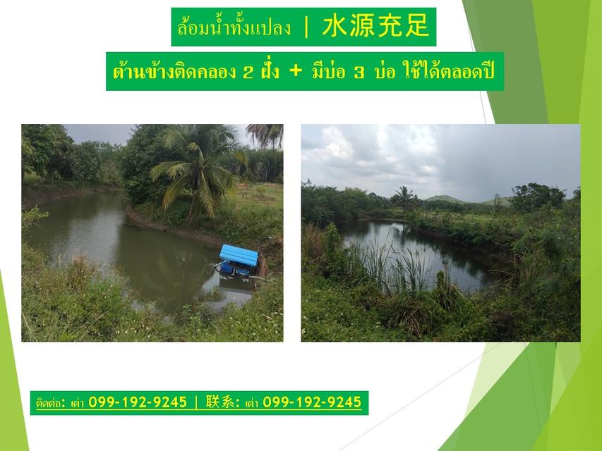 ธุรกิจสวนทุเรียนที่ดินพร้อมสวน 2