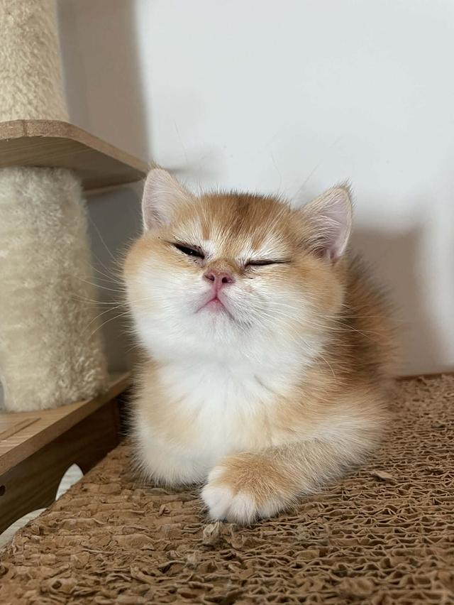 สาวน้อย K2 บริติชแท้สีทอง รูปที่ 6