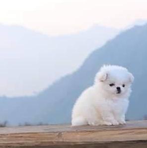 ขายลูกสุนัข Pekingese สีขาว 3