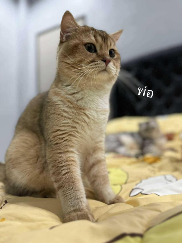 พ่อบริติช แม่เปอร์เซีย ลำปาง 3