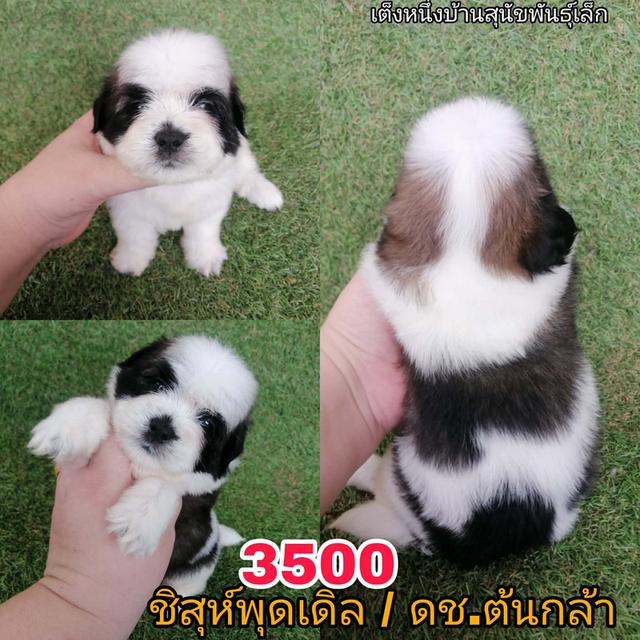 ด่วน!! เริ่มต้นเเค่ 2000 ชิสุห์ผสมพุดเดิ้ล เบาสุดๆ พร้อมย้าย