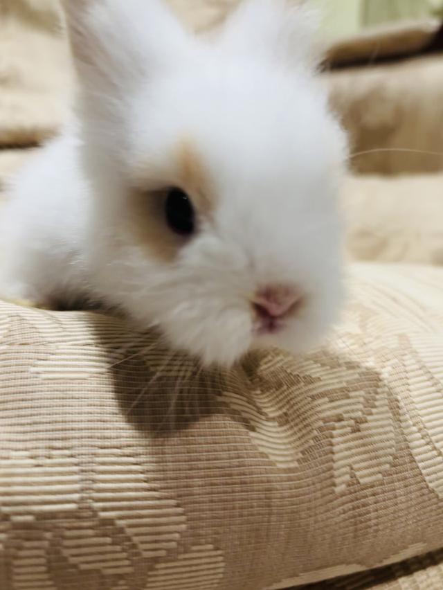 Teddy Bear Rabbit