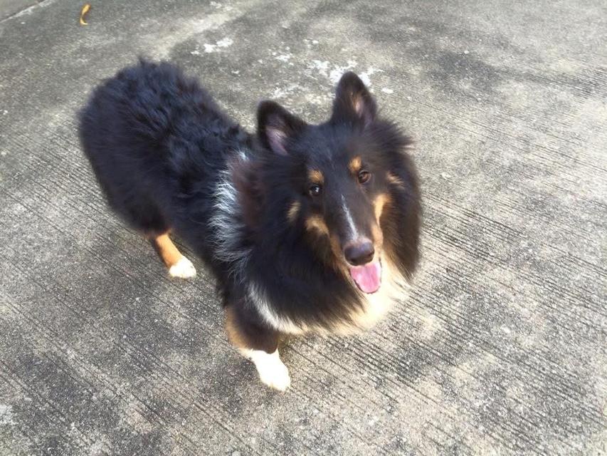 ขายด่วน Shetland Sheepdog