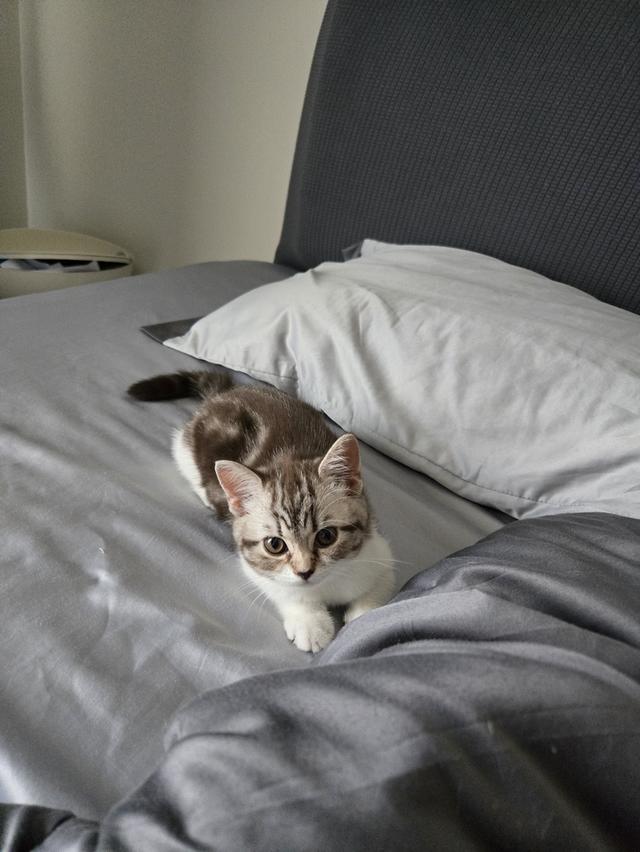 เด็กหญิง พร้อมย้าย พ่อแม่พกใบเพ็ดทั้งคู่ รูปที่ 12