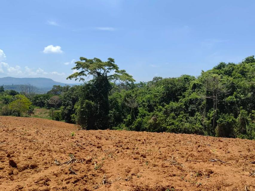 ที่ดินเปล่า 6 ไร่ 3 งาน 4.5 ล้าน บ.สวนห้อม อ.วังน้ำเขียว 4