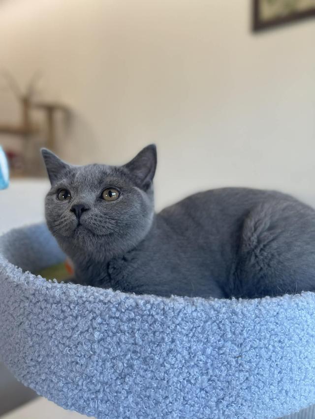 British Shorthair พร้อมใบ WCF ดช รูปที่ 6