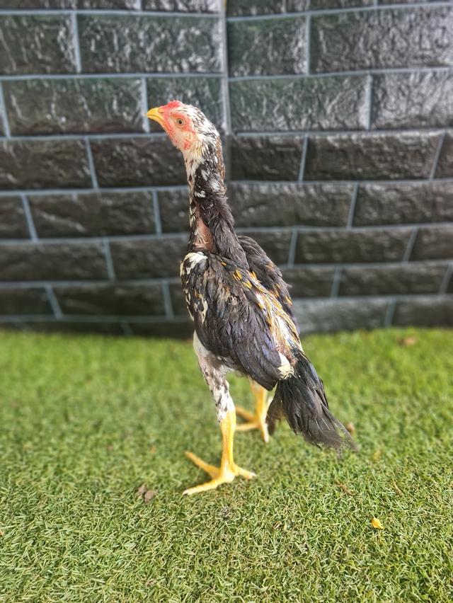 ลูกไก่เหลืองหางขาว อายุ3เดือน