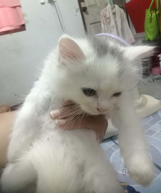 ลูกแมวพร้อมย้ายบ้าน ดช.อายุ 2