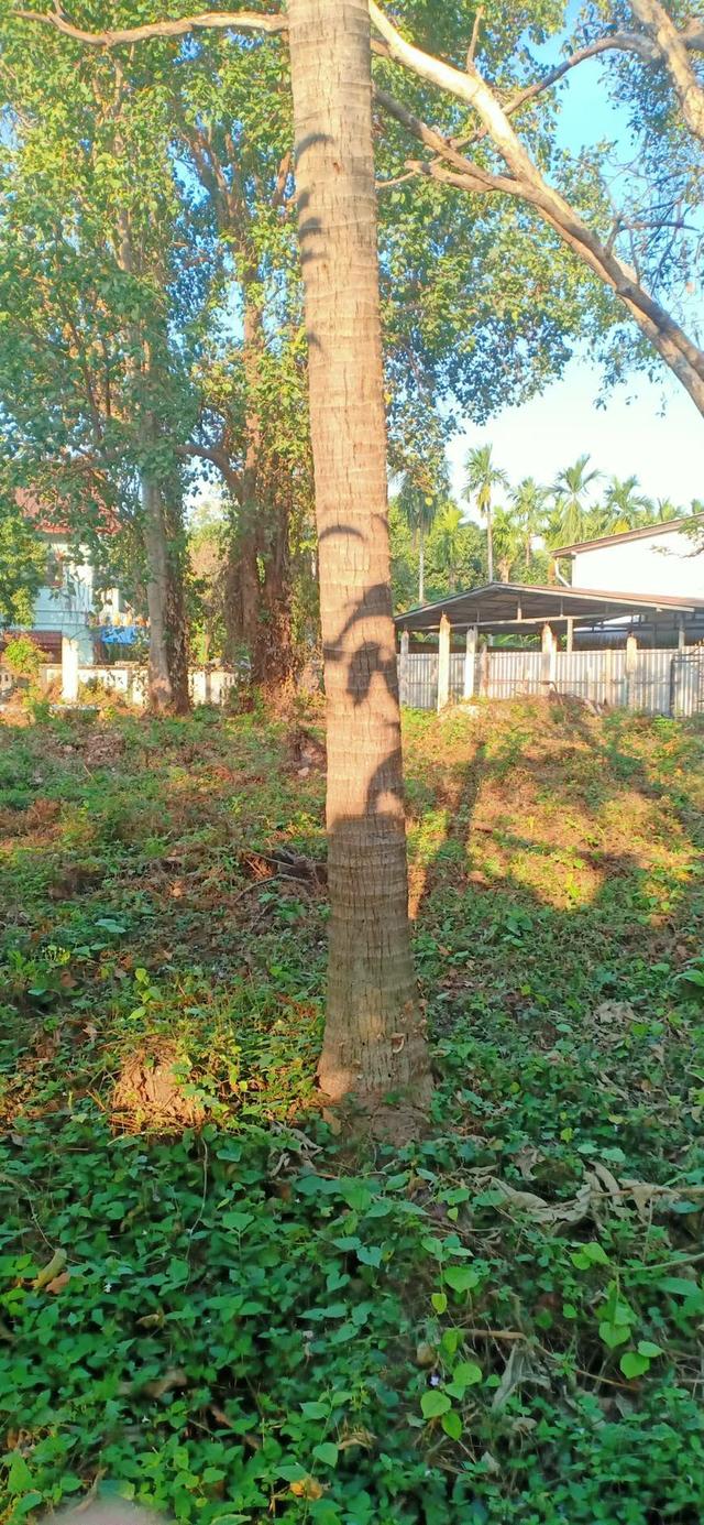 ที่ดินเปล่าติดคลองบางพหรม 5