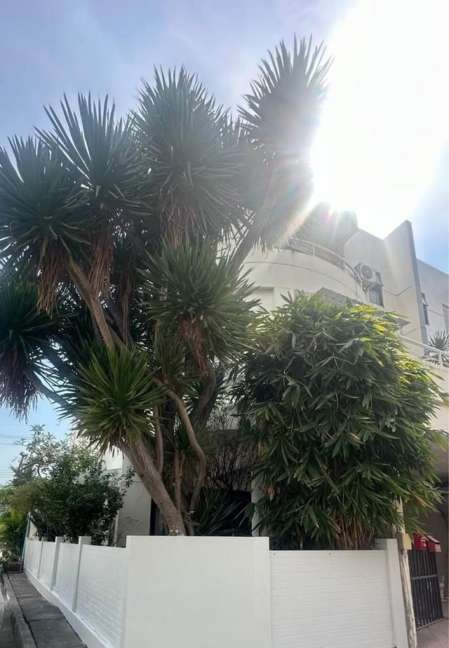 ให้เช่า ทาวน์เฮาส์ 3ชั้น ซอย ลาซาล 77, บางนา,แต่งสวยสไตล์ Modern Classic 1