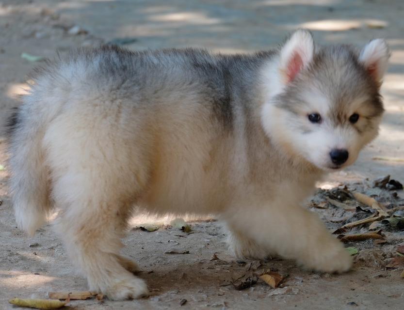 ไซบีเรียนฮัสกี้ Siberian husky 4