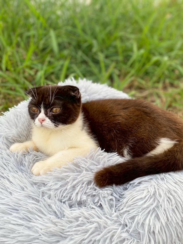 สาวน้อยช็อกโกแลต