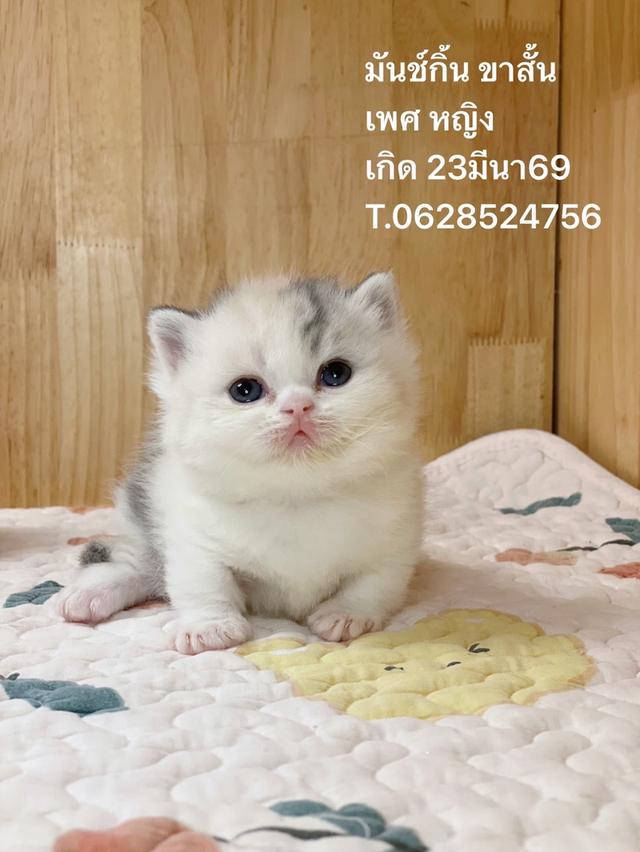 ลูกแมวมันช์กิ้น ขาสั้น รูปที่ 1