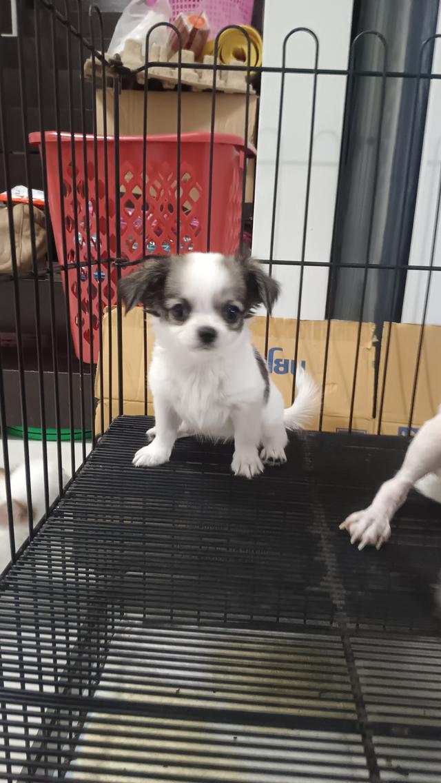 ชิวาวาเพศเมีย ขนสองชั้น รูปย่อยที่ 4