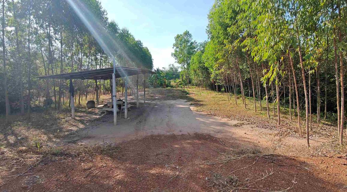 ขายที่ดินบ้านซ่องถมแล้ว 1 ไร่ ติดถนน6เลนเส้น319 ใกล้แยกพนมสารคาม-10กม. อ.พนมสารคาม ฉะเชิงเทรา 5