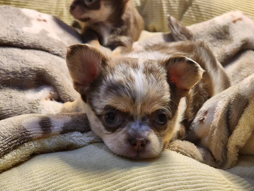 ชิวาวาขนสั้น ขนยาว ตาฟ้า ดูแลง่าย ขี้อ้อนมากๆค่ะ สุขภาพร่างกายแข็งแรง รูปที่ 2