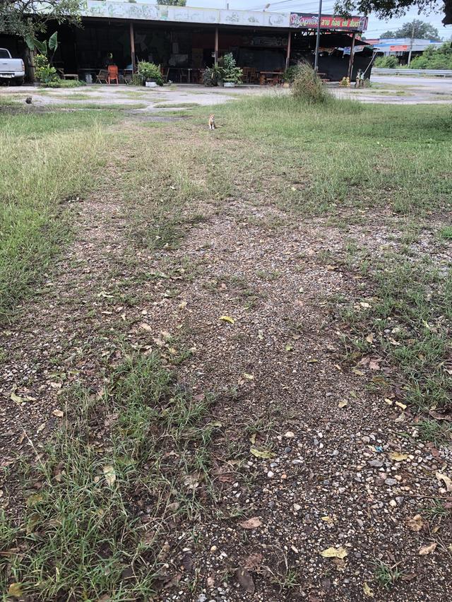 ที่ดินติดถนนมิตรภาพ 12 ไร่ 56 ตรว. ติดถนน 100 เมตร ที่ดินถมแล้ว6ไร่ ปรับที่ดิน มีถนนในที่ พร้อมสร้างบ้าน มีบ้าน ร้านอาหาร