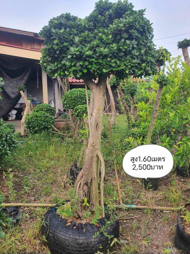 ไทรต่อยอดช้อนเงินช้อนทอง