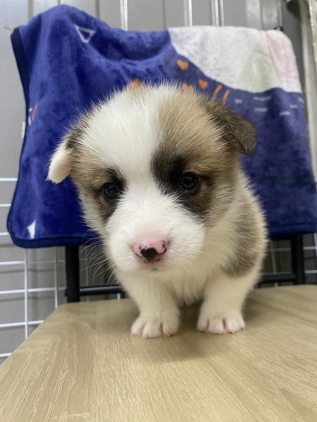 ลูกสุนัขคอร์กี้แท้ พร้อมย้าย 2