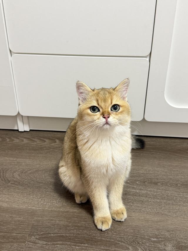 หนุ่มน้อยบริติช 5เดือน พร้อมบ้าย กทมค่ะ