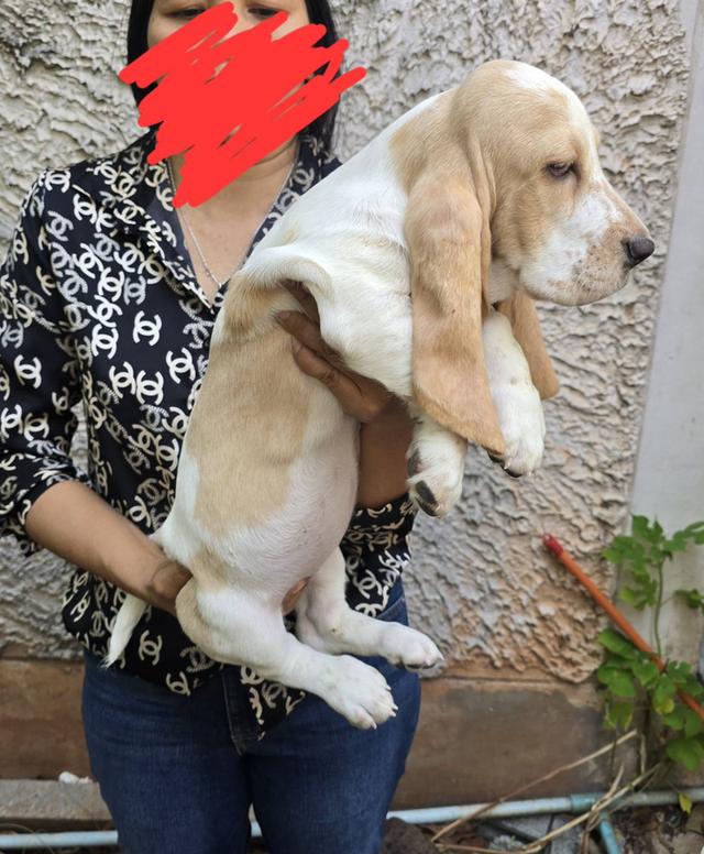 บาสเซ็ตฮาว์ดใบเพ็ดสมาคมพัฒนาพันธุ์สุนัข รูปที่ 10