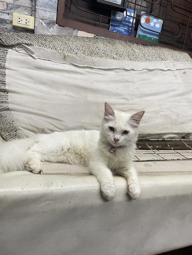 น้องแมวเปอร์เซีย-ไทย