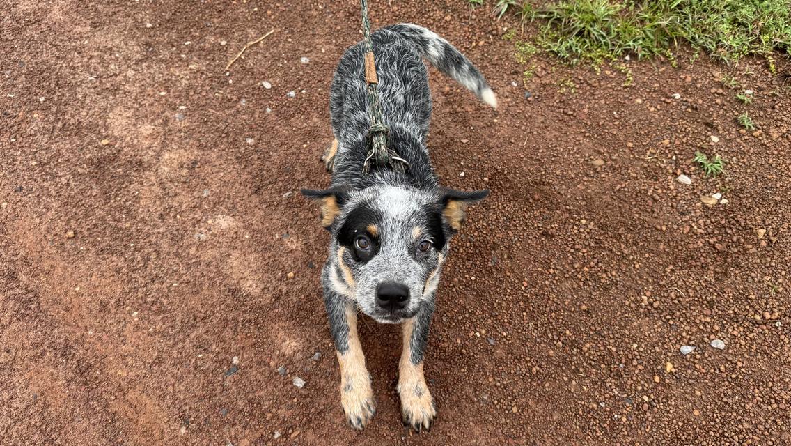 Australian Cattle dog 8