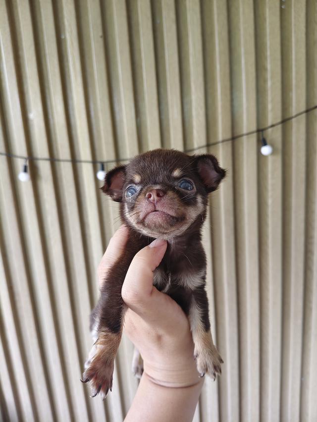 chihuahuas chiwawa thailand