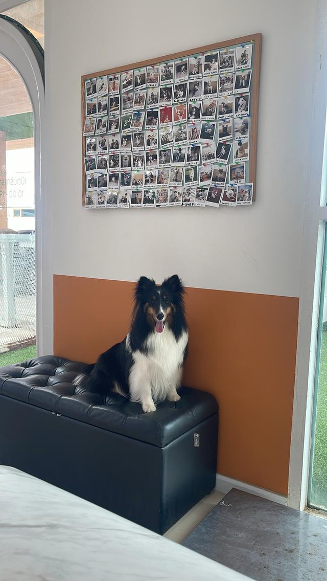 เชลตี้ shetland sheep dog (ลูกของน้องคนนี้) 3