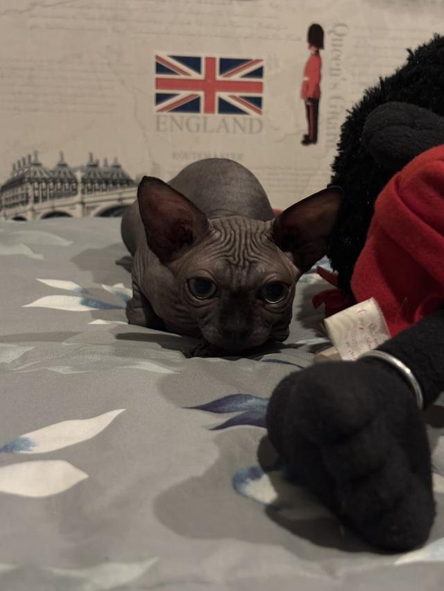 สาวน้อยสฟิงแคนนาเดี่ยนสีบลู(โทนเทาเข้มสวย)🩶 รูปที่ 2