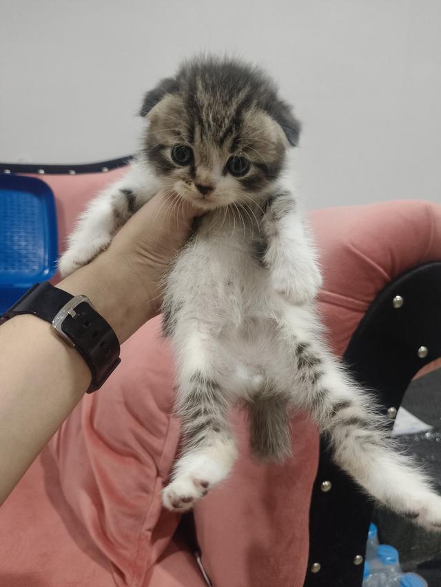 สก็อตติช หูพับ ชาย ❤️🏡 พร้อมย้ายบ้าน น้องอยู่ปทุมธานี นวนคร🏡❤️😻🏡 รูปที่ 2